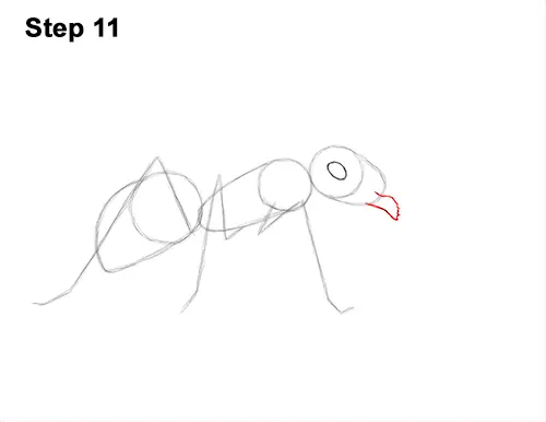 How to Draw Carpenter Pavement House Ant Insect Bug 11