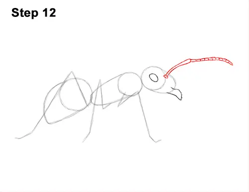 How to Draw Carpenter Pavement House Ant Insect Bug 12