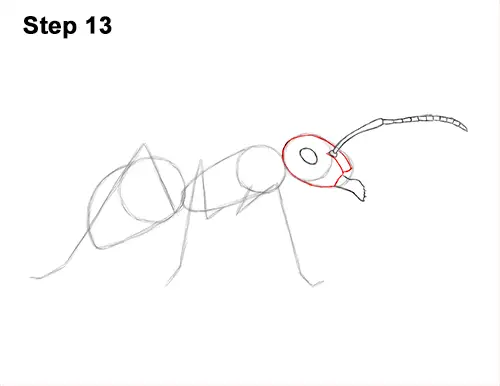 How to Draw Carpenter Pavement House Ant Insect Bug 13