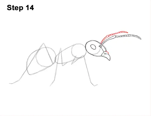 How to Draw Carpenter Pavement House Ant Insect Bug 14