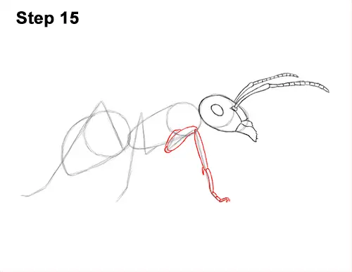 How to Draw Carpenter Pavement House Ant Insect Bug 15