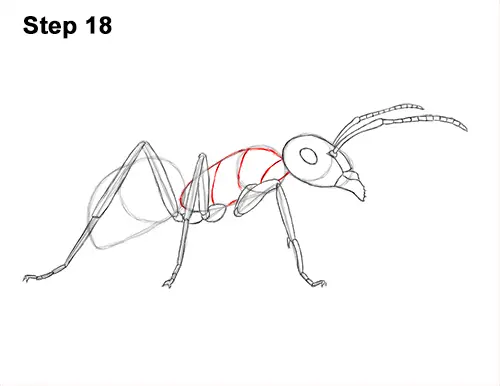 How to Draw Carpenter Pavement House Ant Insect Bug 18