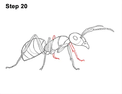 How to Draw Carpenter Pavement House Ant Insect Bug 20