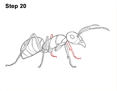 How to Draw an Ant