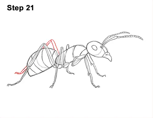 How to Draw Carpenter Pavement House Ant Insect Bug 21