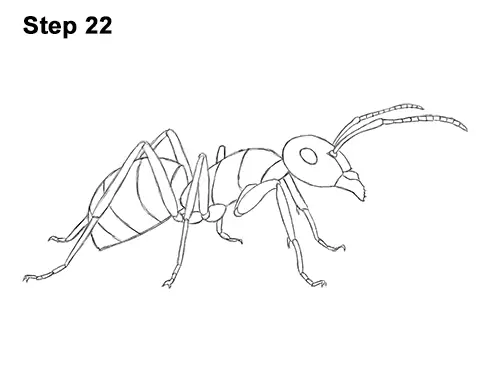 How to Draw Carpenter Pavement House Ant Insect Bug 22