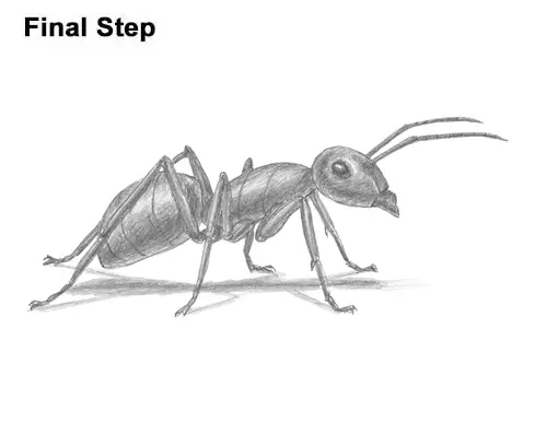 How to Draw Carpenter Pavement House Ant Insect Bug