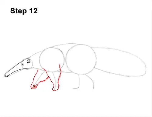 Draw Giant Anteater 12