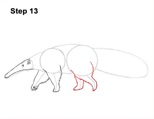 Draw Giant Anteater 13