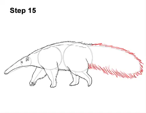 Draw Giant Anteater 15
