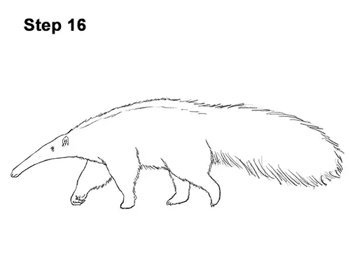 Draw Giant Anteater 16