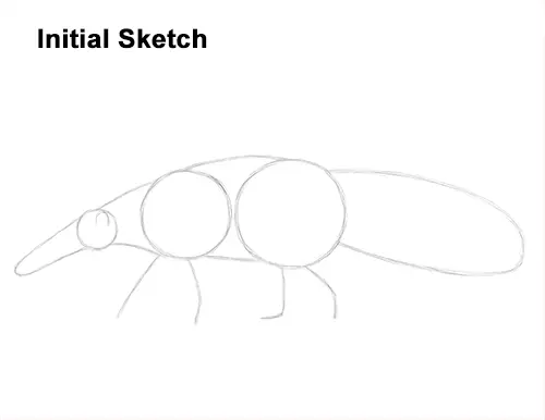 Draw Giant Anteater Initial Sketch