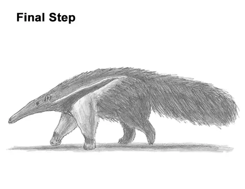 Draw Giant Anteater