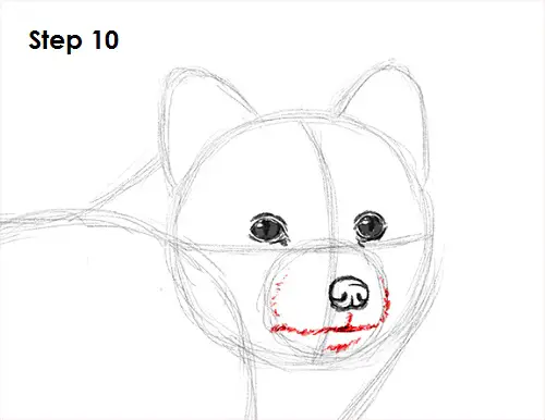 Draw Arctic Fox 10