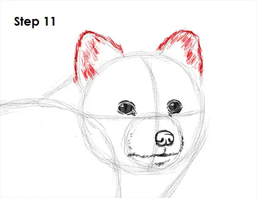 Draw Arctic Fox 11