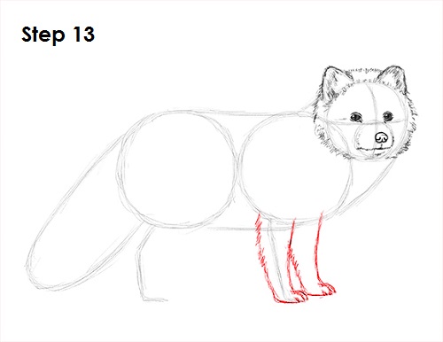 Draw Arctic Fox 13