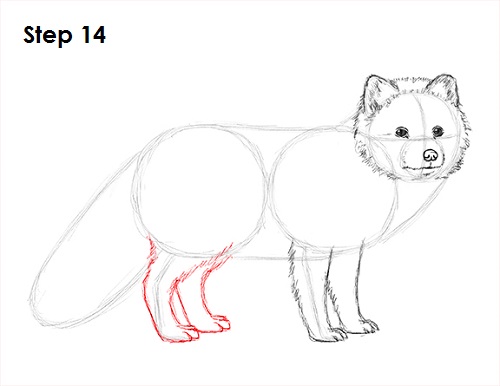 Draw Arctic Fox 14