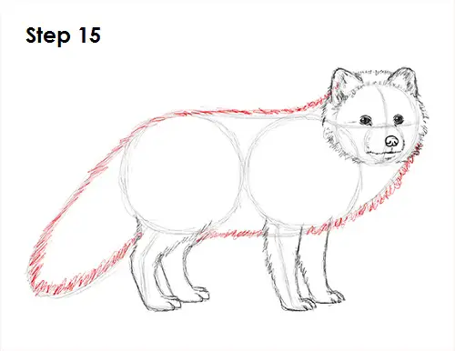 Draw Arctic Fox 15