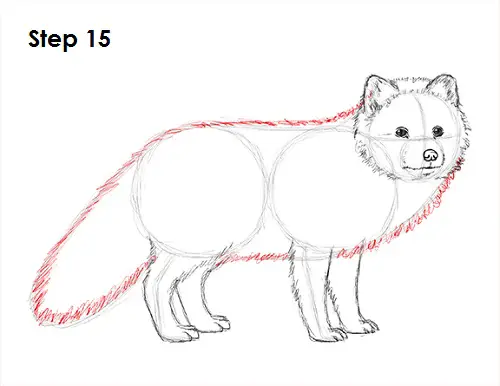 How to Draw an Arctic Fox - Easy Drawing Art