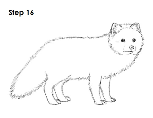 Draw Arctic Fox 16