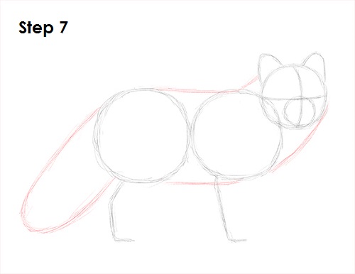 Draw Arctic Fox 7