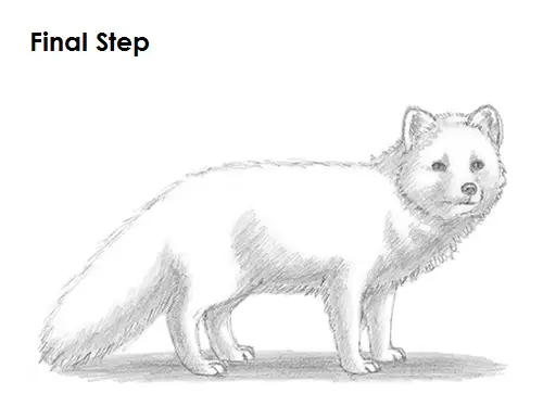 Draw Arctic Fox