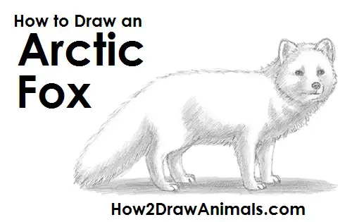 A pencil sketch drawing of a large size fox, full white body, children's  colouring book on Craiyon