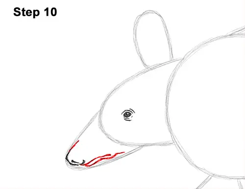 Draw Armadillo 10