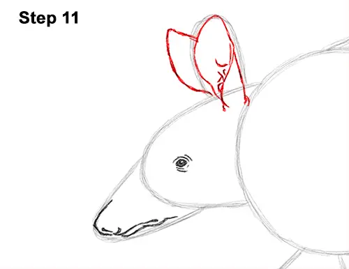 Draw Armadillo 11