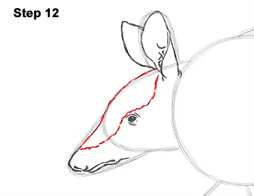 Draw Armadillo 12