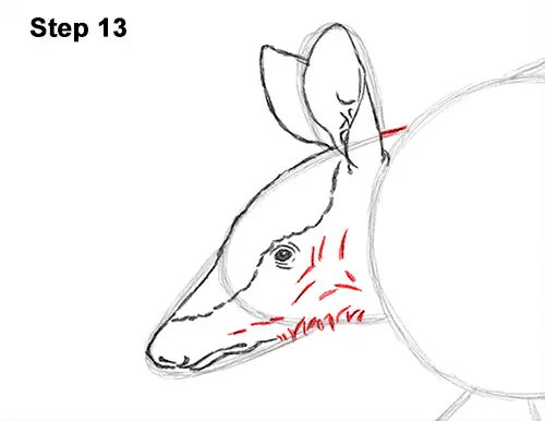 Draw Armadillo 13