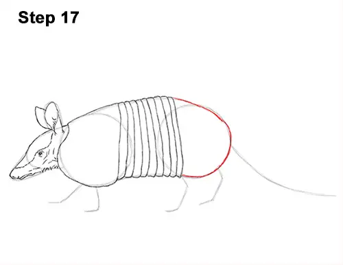 Draw Armadillo 17