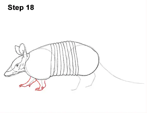 Draw Armadillo 18