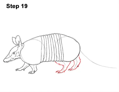 Draw Armadillo 19