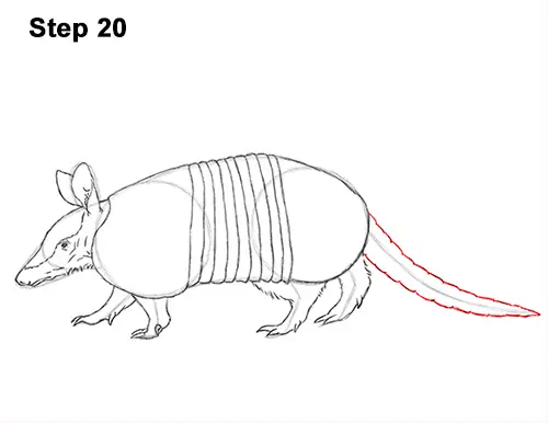 Draw Armadillo 20