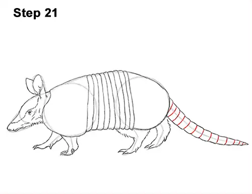 Draw Armadillo 21