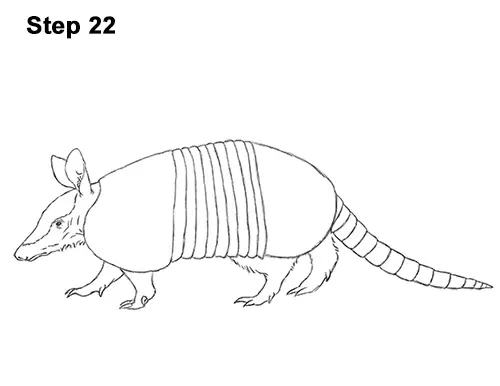 Draw Armadillo 22