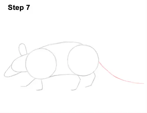 Draw Armadillo 7