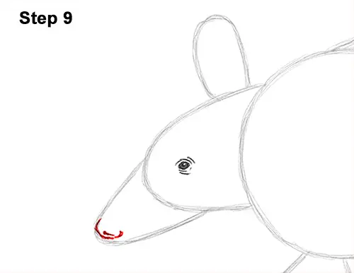 Draw Armadillo 9