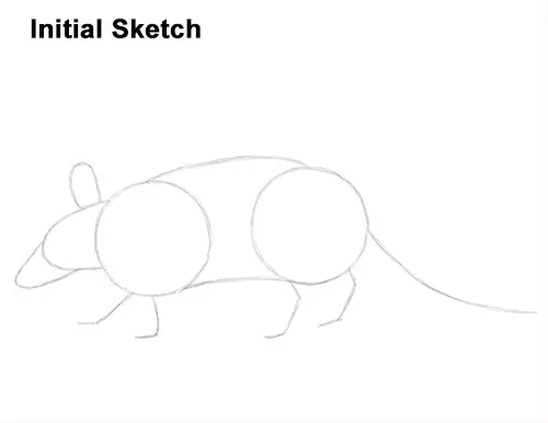 Draw Armadillo Sketch
