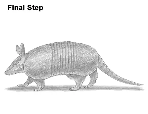 armadillo drawing