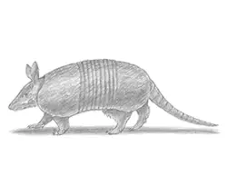 How to draw a Nine-Banded Armadillo