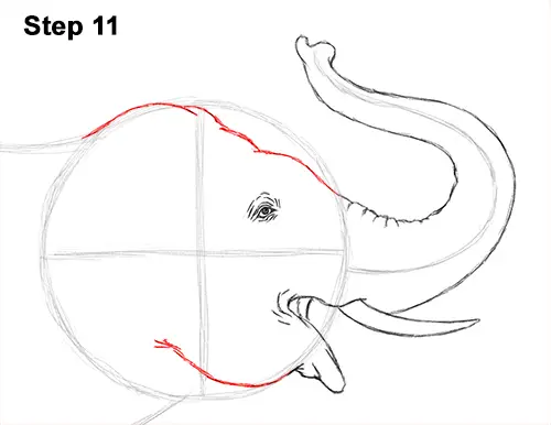 Draw Asian Elephant 11