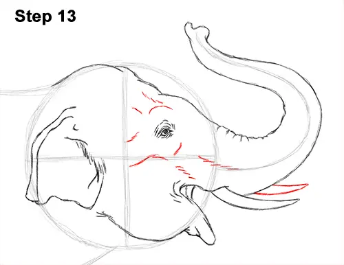 Draw Asian Elephant 13