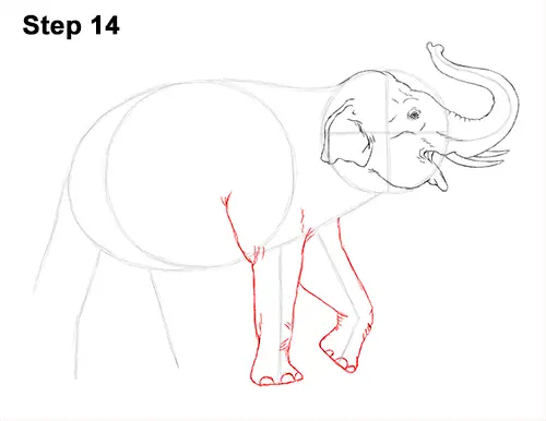 Draw Asian Elephant 14