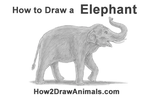 How to draw an elephant easily | Adobe