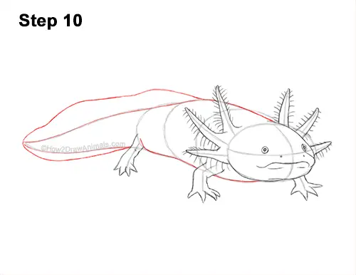 How to Draw an Axolotl Salamander 10