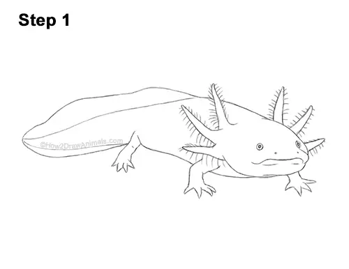 How to Draw an Axolotl Salamander 11
