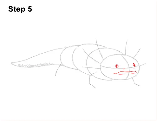 How to Draw an Axolotl Salamander 5