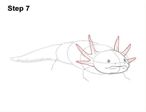 How to Draw an Axolotl Salamander 7